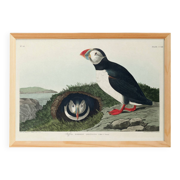 Affiche sur le macareux moine, d’après une gravure ancienne de 1827.