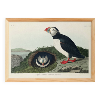 Poster about the Atlantic puffin, based on an old engraving from 1827.