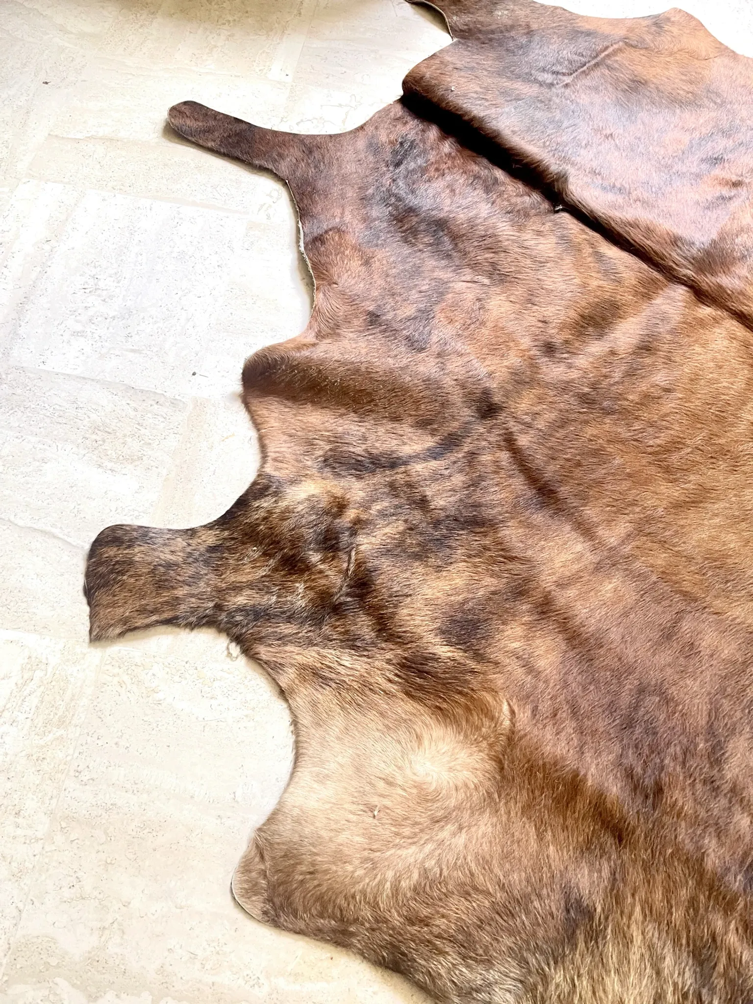 Texas cowhide rug, 1970