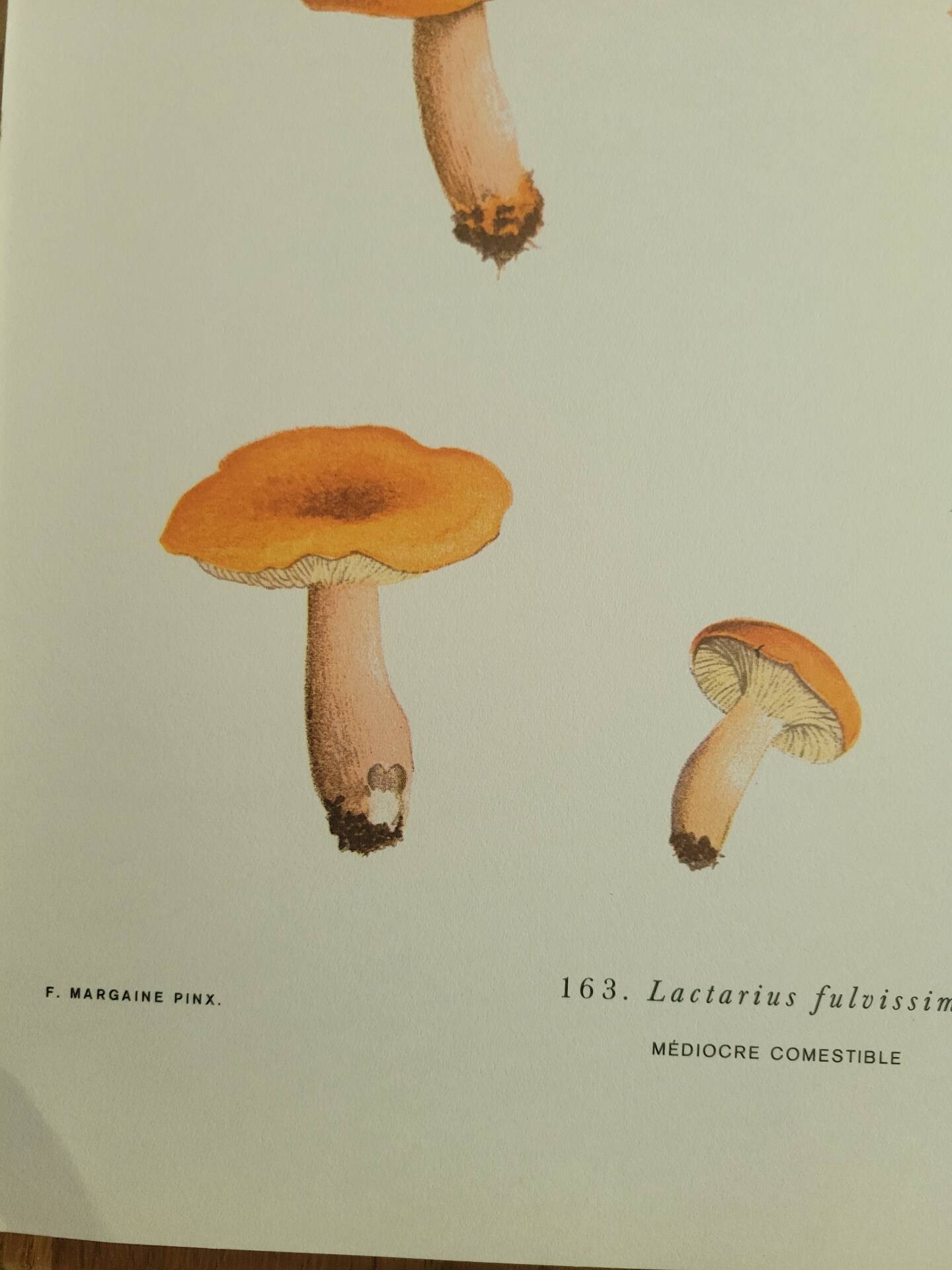 Botanical plate mushroom, 1960