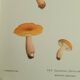 Botanical plate mushroom, 1960
