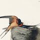 Poster about the Barn Swallow, based on an old engraving from 1827.