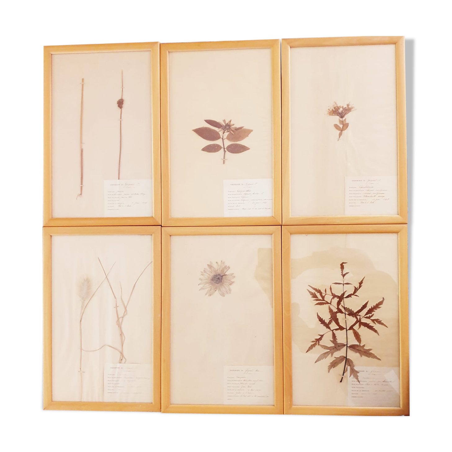 Herbarium boards late 19th