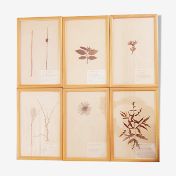 Herbarium boards late 19th