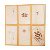 Herbarium boards late 19th