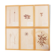 Herbarium boards late 19th