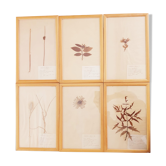 Herbarium boards late 19th