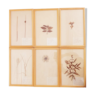 Planches d'herbier fin 19ème