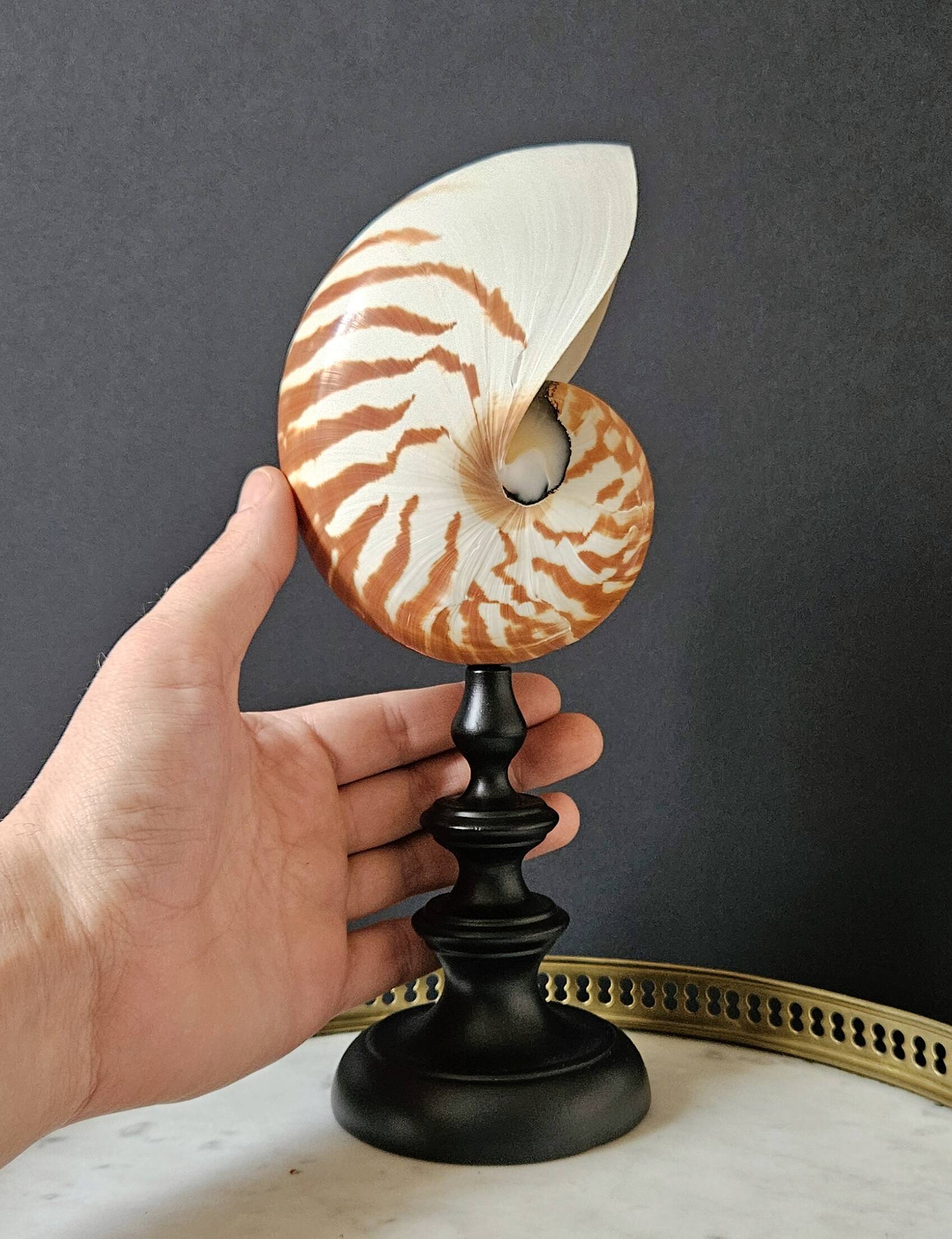 Nautilus / Natural Nautile, Black Turned Wood Base H: 25 cm