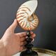 Nautilus / Natural Nautile, Black Turned Wood Base H: 25 cm