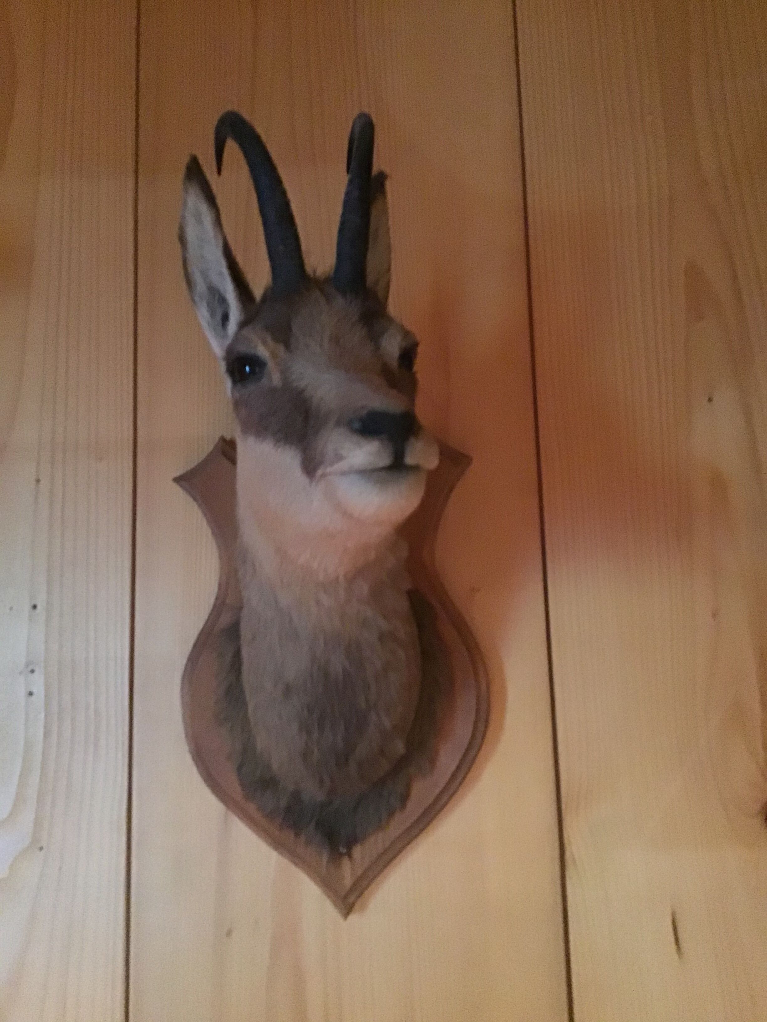 Chamois head