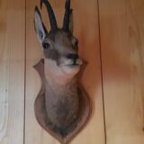 Chamois head