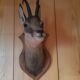 Chamois head