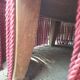 sofa/seating lounge set and 4 toad chairs