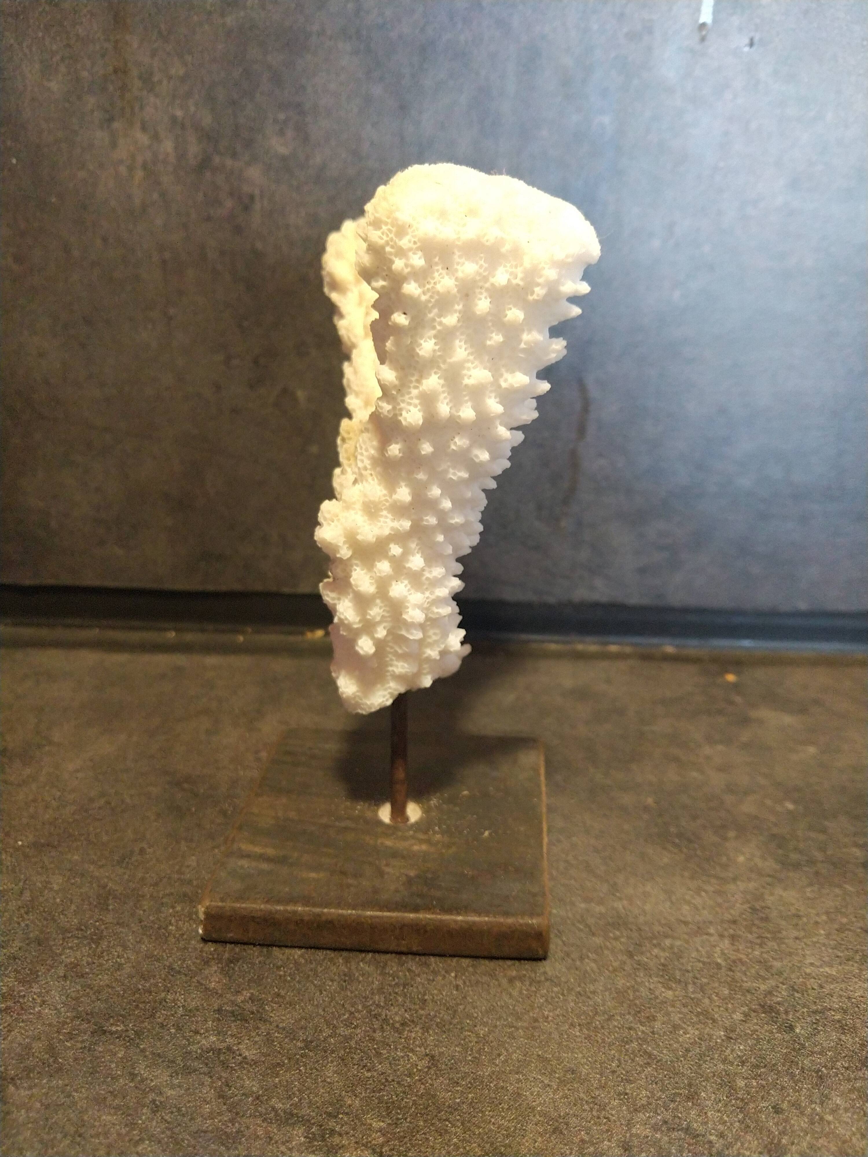 Coral on pedestal