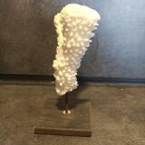 Coral on pedestal