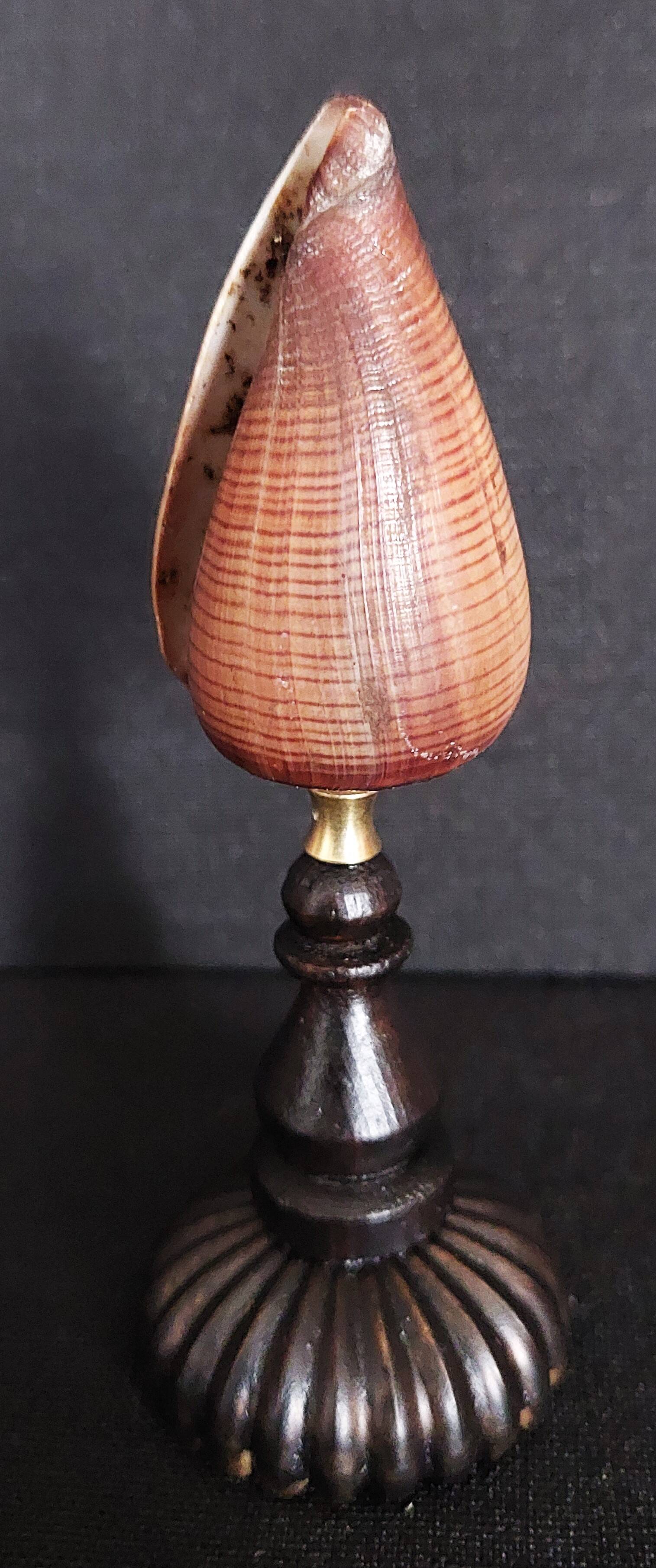 Cabinet de Curiosités coquillage conus figulinus sur socle