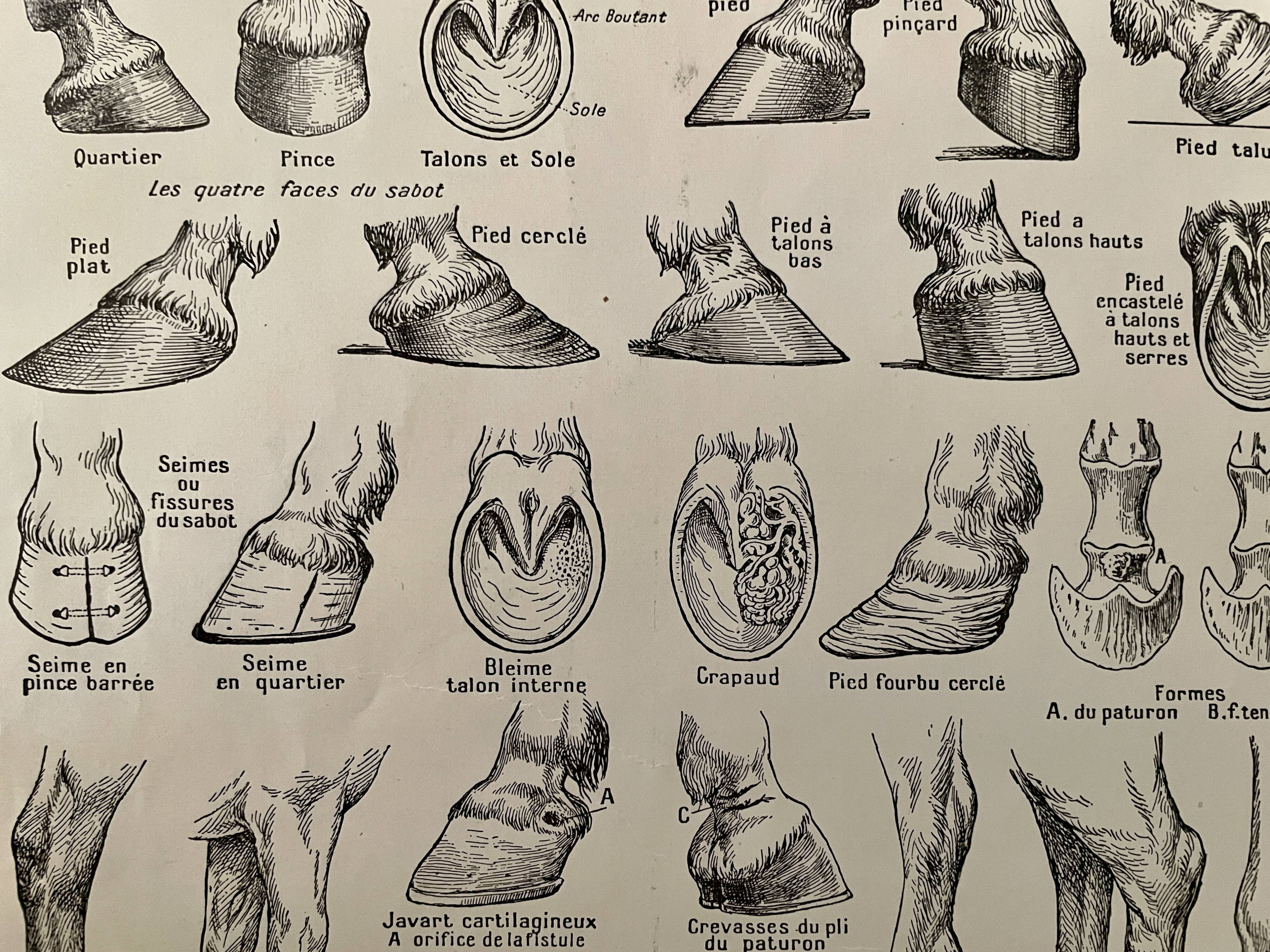 Lithograph on the anatomy of the horse (head, rump, hooves) - 1920