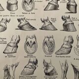 Lithograph on the anatomy of the horse (head, rump, hooves) - 1920
