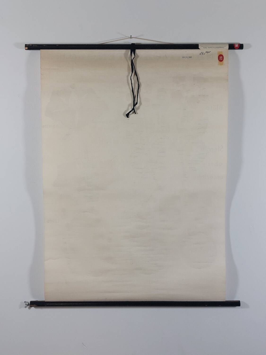 Vintage educational wall hanging roll chart biology