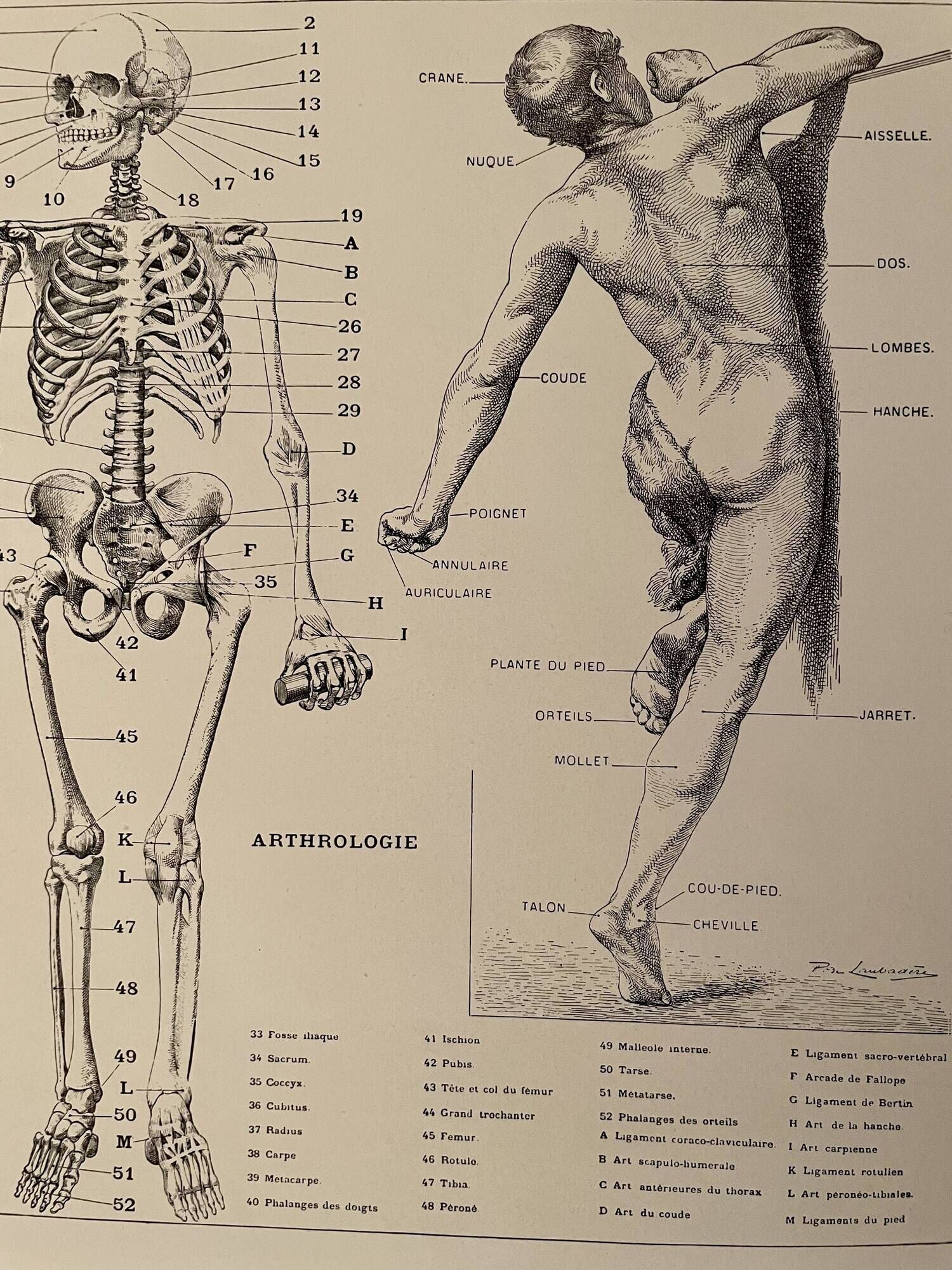 Lithograph engraving on the anatomy of 1928 (human body, skeleton)