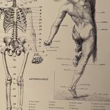 Lithographie gravure sur l'anatomie de 1928 (corps humain, squelette)