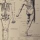 Lithograph engraving on the anatomy of 1928 (human body, skeleton)