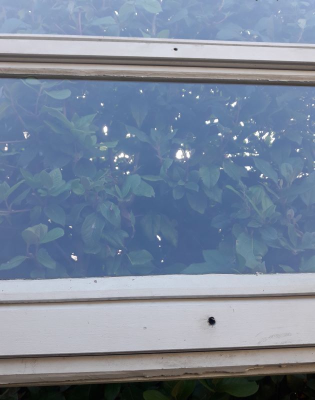 Wooden canopy 3 windows with bellows and abbatant