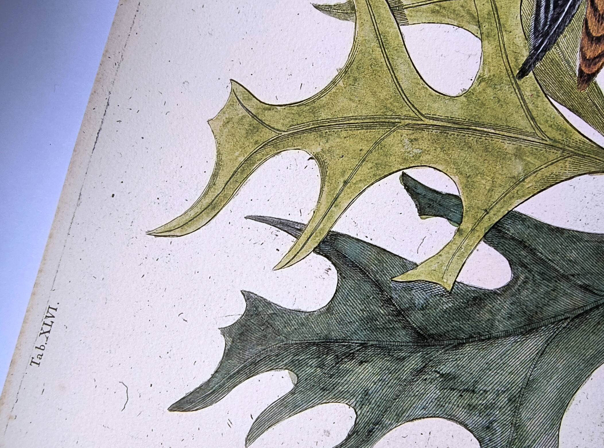 Antique bird plate - Passenger Pigeon - Zoological engraving by Seligmann