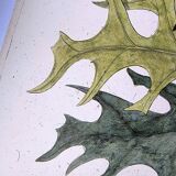 Antique bird plate - Passenger Pigeon - Zoological engraving by Seligmann