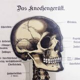 Anatomy poster XIXeme