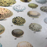 Bird eggs educational board