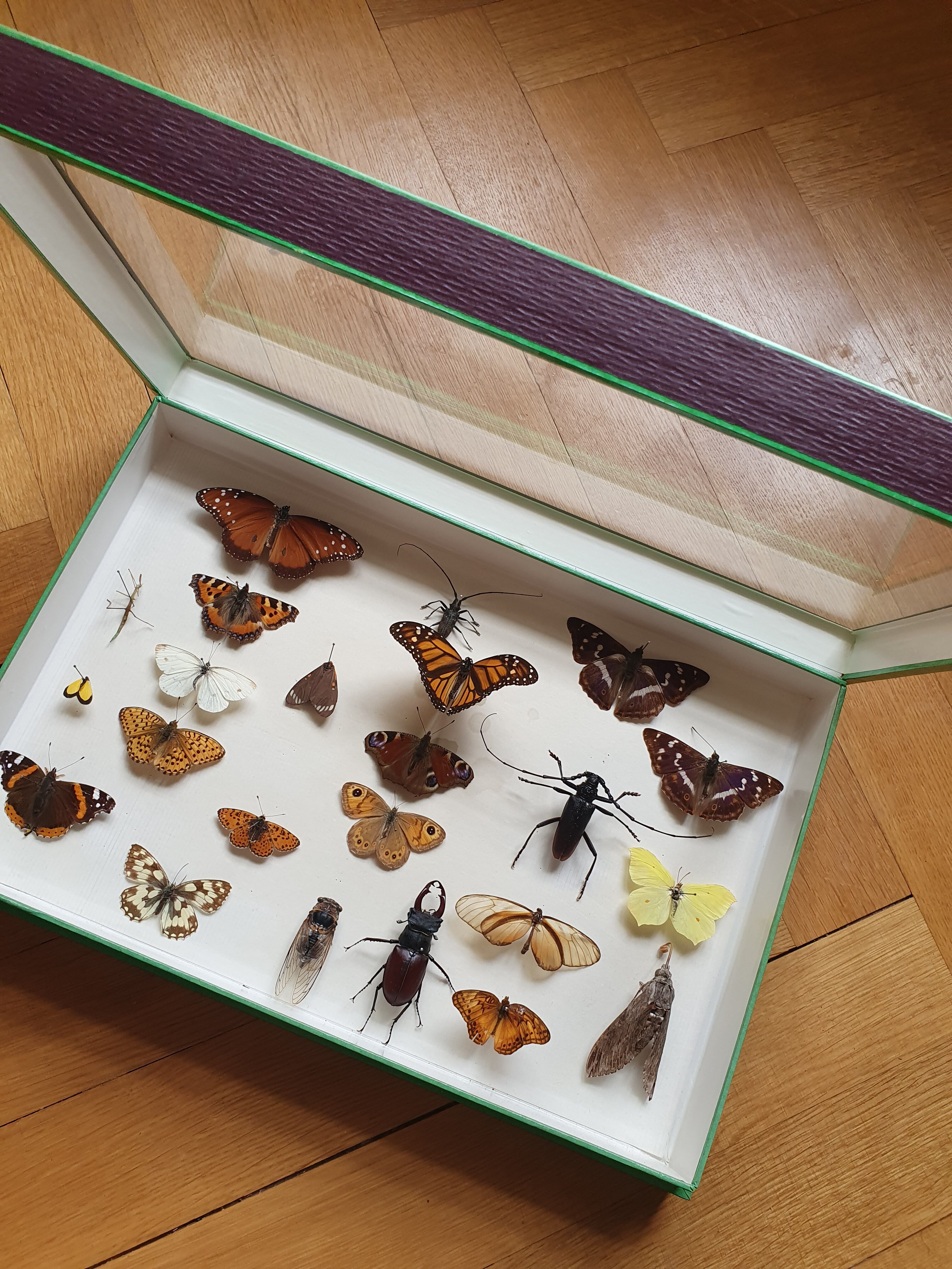 Butterfly showcase old collection