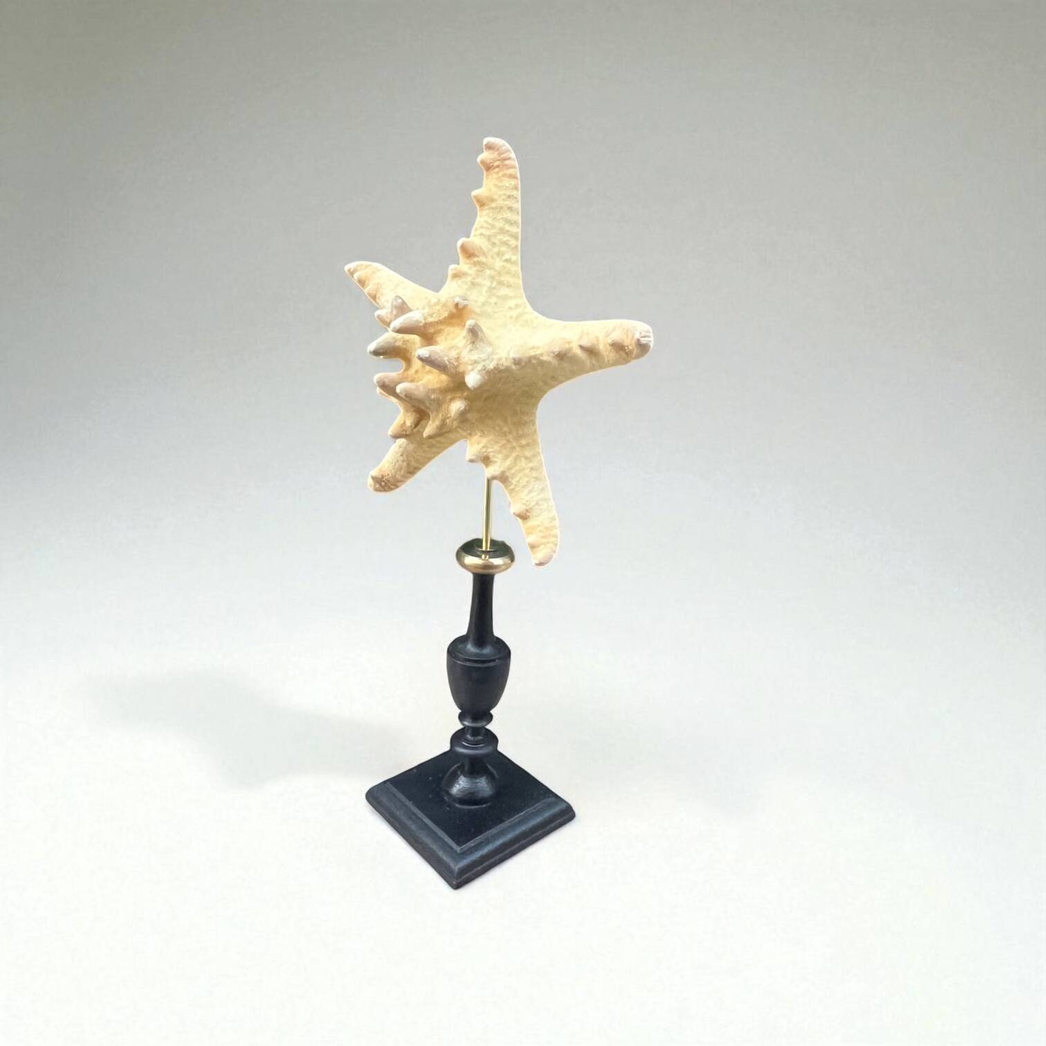 Starfish on a turned wooden base, late 19th century - cabinet of curiosities