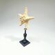 Starfish on a turned wooden base, late 19th century - cabinet of curiosities
