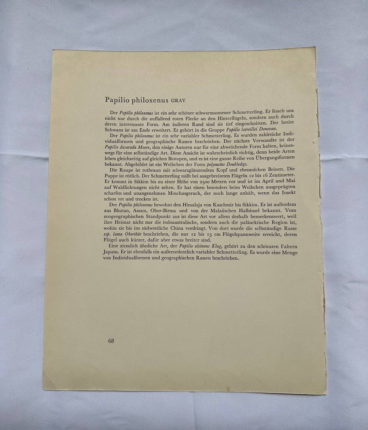 Antique butterfly engraving vintage botanical plate naturalist etching