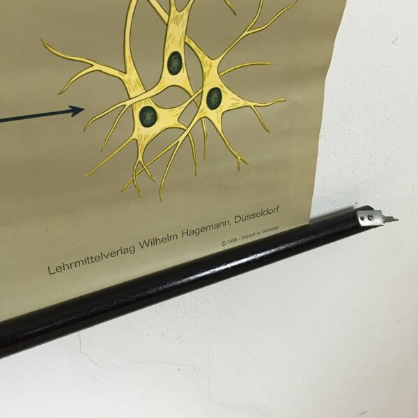 Educational pull-down Jung Koch school map human anatomy chart