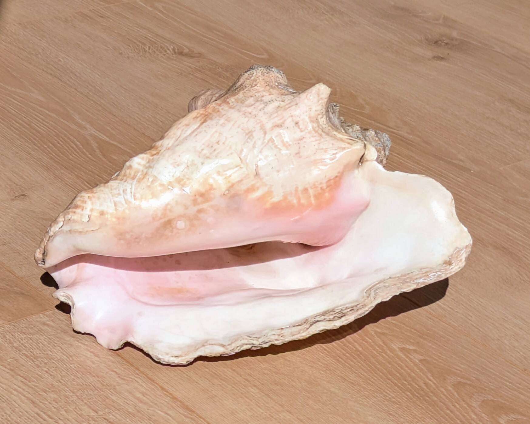 Conch Marine shell - Strombus alatus 26 cm 1.6 kg