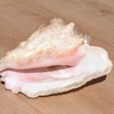 Conch Marine shell - Strombus alatus 26 cm 1.6 kg