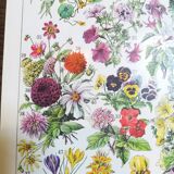 Lithograph on flowers from 1928 (amaranth)