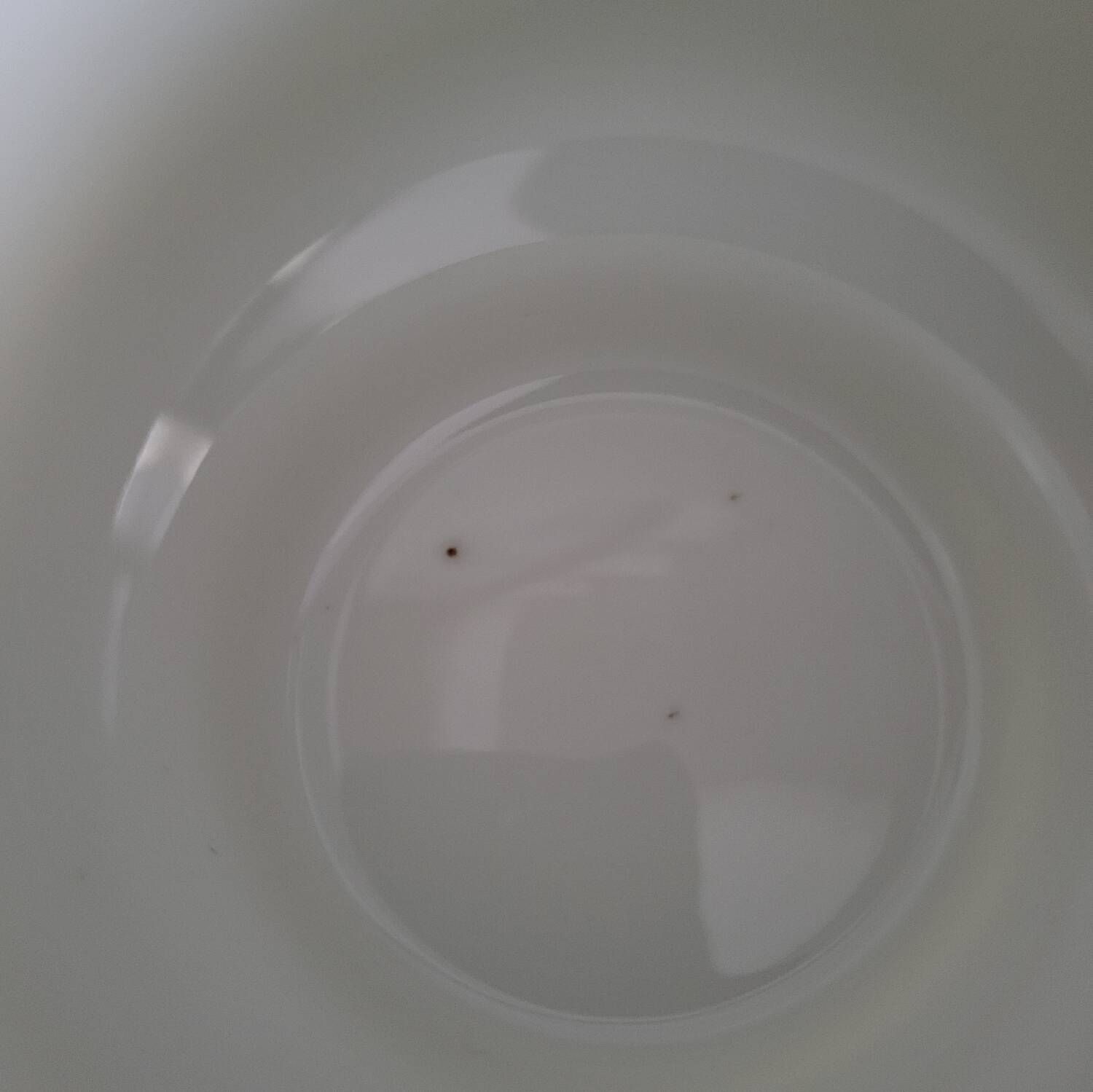 3 tasses et 5 sous-tasses vintage Richard Ginori motif sweet pea en ex