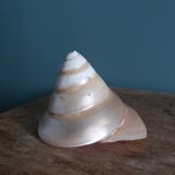 Pearly spiral cone shell