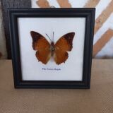 Naturalized butterfly frame