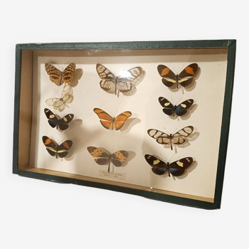 Butterflies frame