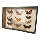 Butterflies frame