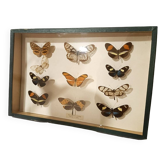 Butterflies frame