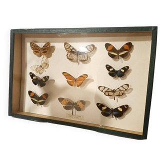 Butterflies frame