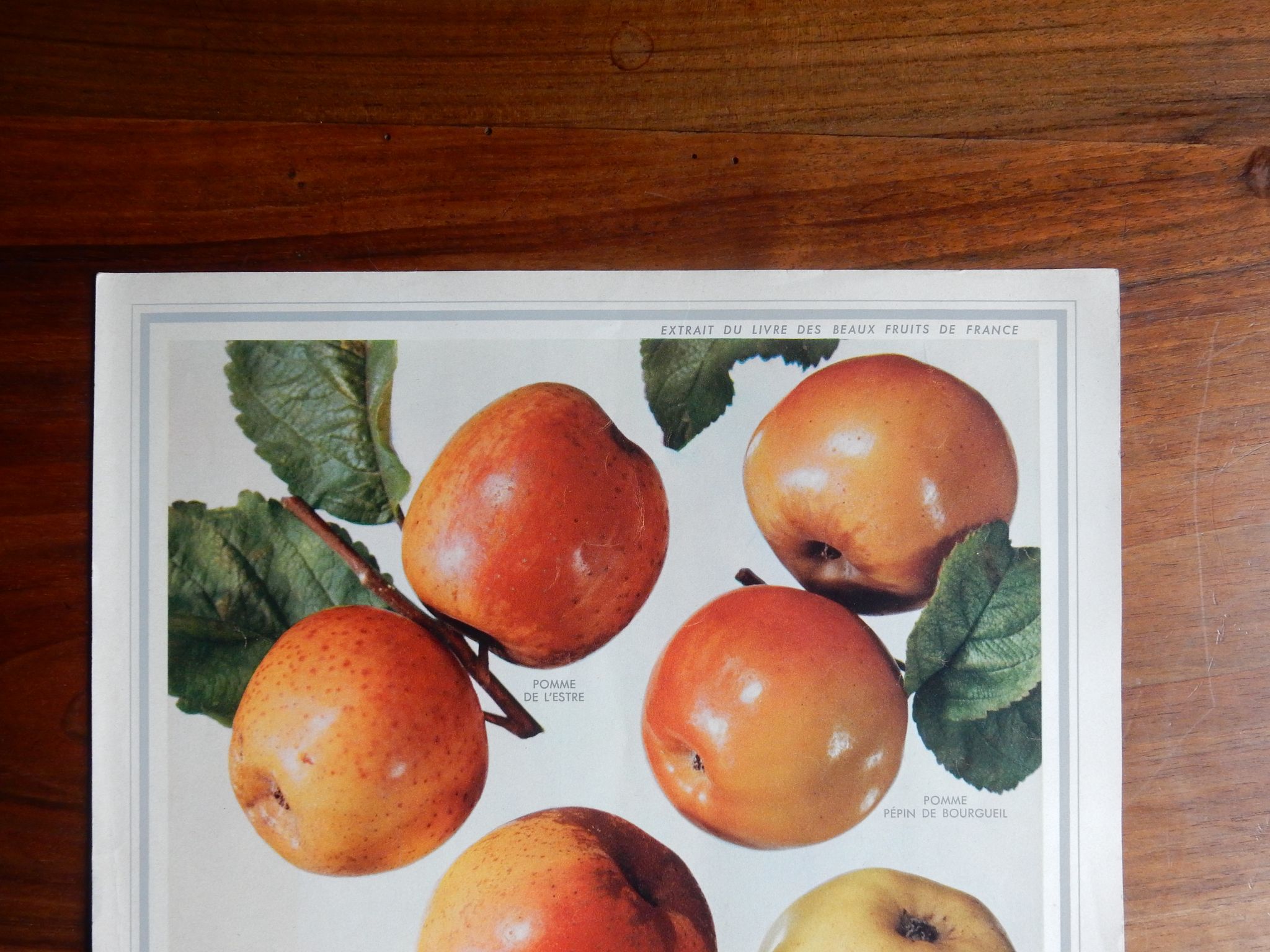 1947 botanical poster