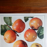 1947 botanical poster