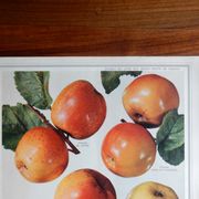 1947 botanical poster